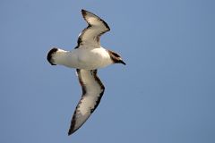 13C Cape Petrel Bird From The Quark Expeditions Cruise Ship In The Drake Passage Sailing To Antarctica.jpg